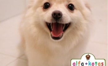 Alfa+kotas Veterinaria