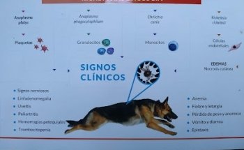 Veterinaria La Jungla