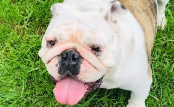 Veterinaria Animal´S House