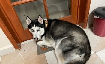 Estética y Veterinaria YAK-C