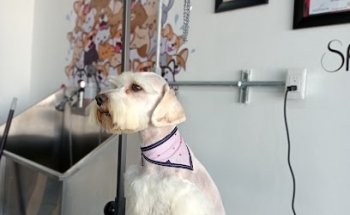 D'DOGS HOSPITAL VETERINARIO DE PEQUEÑAS ESPECIES