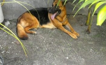 Clinica Veterinaria Alberto's