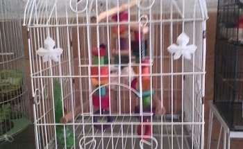 Clínica Veterinaria Fauna