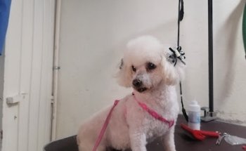 Veterinaria los Sauces