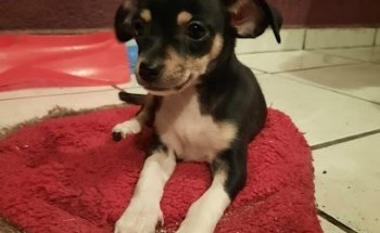 Clinica Veterinaria Soto Pèrez