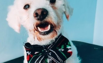 Veterinaria Doctorine