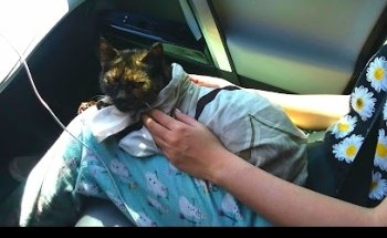 Central Express de Control de Plaga