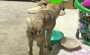 Clinica Veterinaria H.H.G