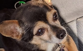 CENTRO MEDICO VETERINARIO TIJUANA