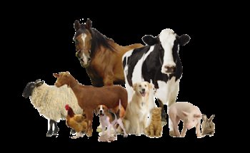 Farmacia Veterinaria Boris