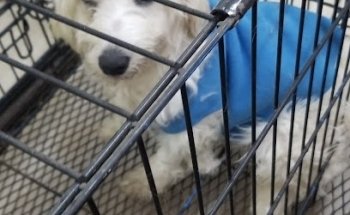 Centro Clínico Veterinario