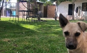 Linaje Hotel Guardería Club Canino