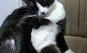 Clínica Veterinaria Pet Care