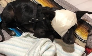 Hospital Veterinario Whippet