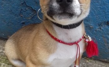 Central Veterinaria Villa Guerrero