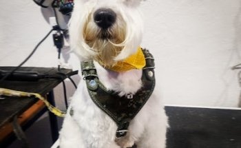 Clínica Veterinaria VYA PET