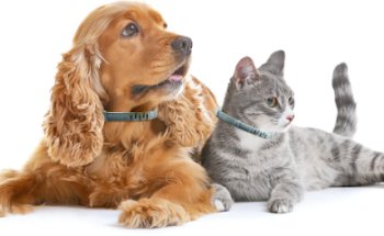 Veterinaria Palomar Las Huertas