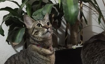 Veterinaria Zoolamm Cure Veterinarie