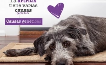 Veterinary Clinic BILLMAX