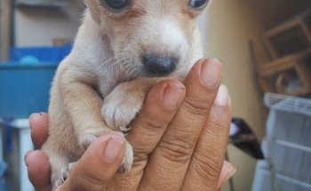 Veterinaria La Chinche y La Pulga