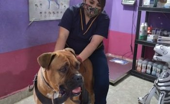 Servicio Médico Veterinario 