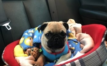 Veterinaria del Desierto