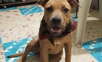 Tereaviña Estética Canina