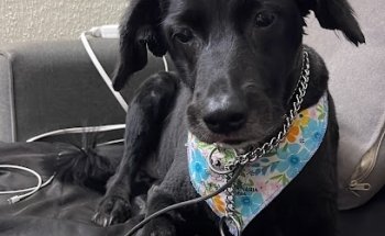 Veterinaria K'nitos & Cia