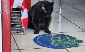 Vetco. SPECIALIZED VETERINARY SERVICES