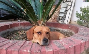 Veterinaria el Cercado