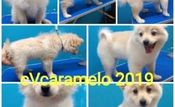 Clínica Veterinaria Caramelo