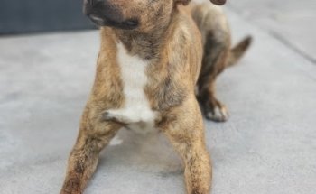 Clínica del perro callejero