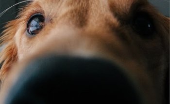 Veterinaria Científica