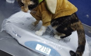 Clínica veterinaria 