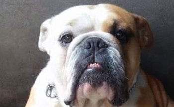 CENTRO MÉDICO VETERINARIO DE ORIENTE