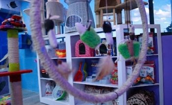 CatZoo Clinica Felina