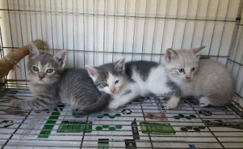 Centro nutricional canino (clinica veterinaria)