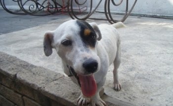 Maskotin Veterinaria