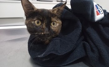 Hospital Veterinario Whippet