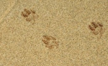 Clínica Veterinaria Pet Island