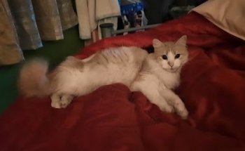 Clínica Veterinaria Alebrijes