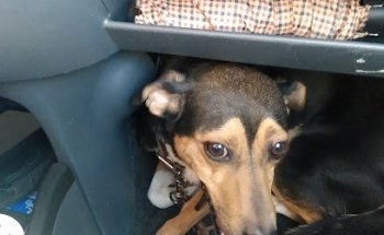 Veterinaria Mundo Azul