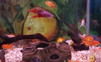 ARGOS CLÍNICA VETERINARIA