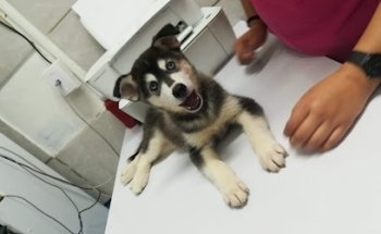 Clínica Veterinaria Africam