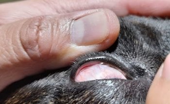 Consultorio Medico Veterinario Vetman