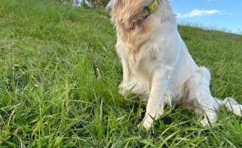 Veterinaria Little Pets