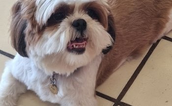 Spa MaScotas Veterinaria & Spa