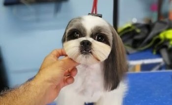 ARLO BARBERIA CANINA Y TIENDA DE MASCOTA