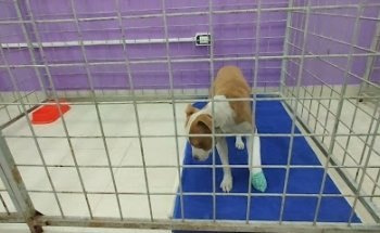 Hospital de Mascotas M.V.Z. Rubén López Hidalgo