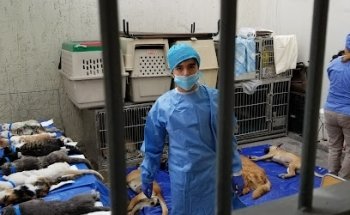 Centro de Diagnóstico Clínico Veterinario